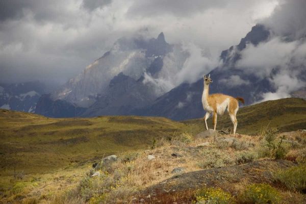 Chile, Torres del Paine NP A spotlighted Guanaco